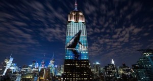 projecting change the empire state building ops obscura digital 11 300x160 - Racing Extinction Trailer @louiepsihoyos @fisherstevensbk @RacingXtinction @Discovery #StartWith1Thing #RacingExtinction