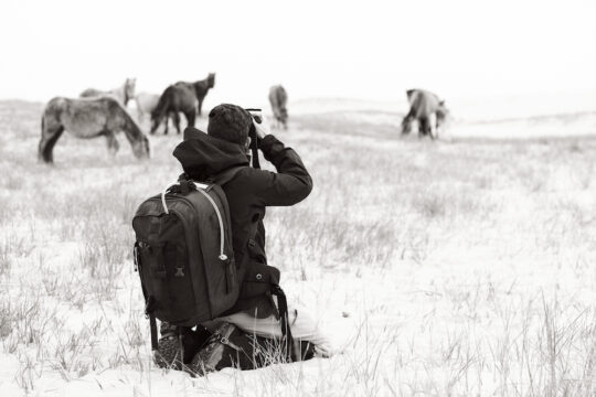 BTS Sable Island 008 540x360 - Wild: The Legendary Horses of Sable Island by Drew Doggett