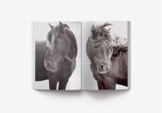 Drew Doggett Wild The Legendary Horses of Sable Island SE 06 540x377 - Wild: The Legendary Horses of Sable Island by Drew Doggett