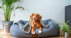 jamie street s9Tf1eBDFqw unsplash 300x160 - How Your Pet Can Improve Your Work-Life Balance