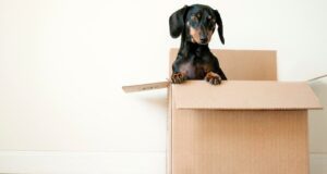 erda estremera sxNt9g77PE0 unsplash 300x160 - How To Prepare Your Dog For Moving House