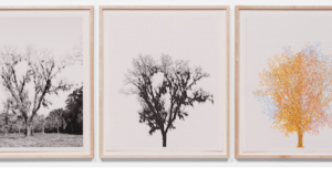 Charles Gaines Southern Trees  300x160 - Charles Gaines: Southern Trees January 26- April 1, 2023 at Hauser & Wirth
