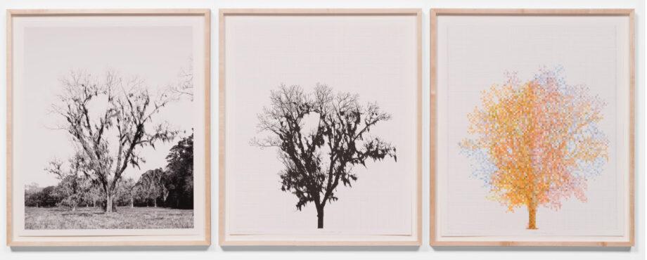 cg2 920x370 - Charles Gaines: Southern Trees January 26- April 1, 2023 at Hauser & Wirth