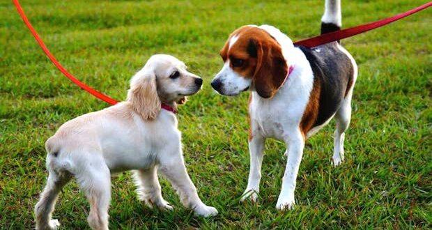 Dog Party Socializing Your Dog on Weekends 620x330 - Tips For Socializing Your New Pet